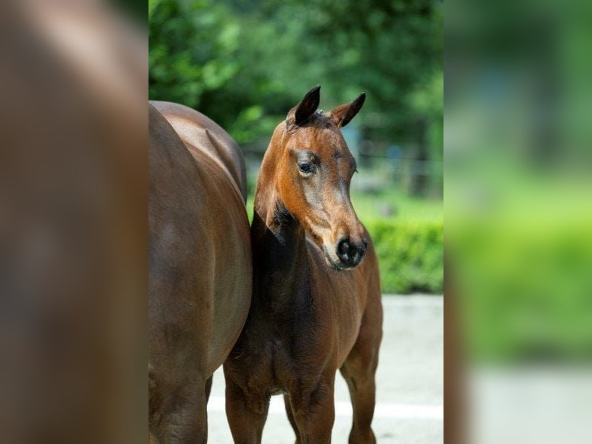 KWPN Hingst Föl (05/2024) Mörkbrun in Zwartebroek