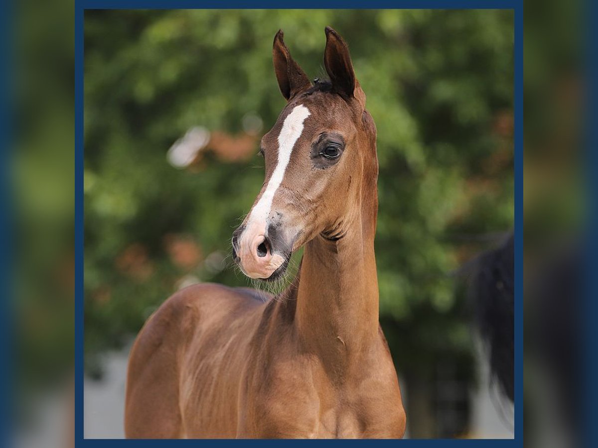 KWPN Hingst Föl (06/2024) Rökfärgad svart in Gieten