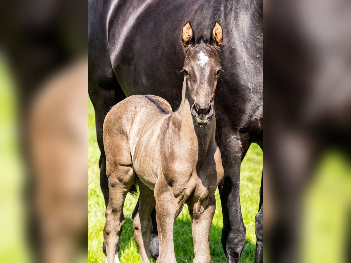 KWPN Hingst Föl (04/2024) Rökfärgad svart in Nunspeet