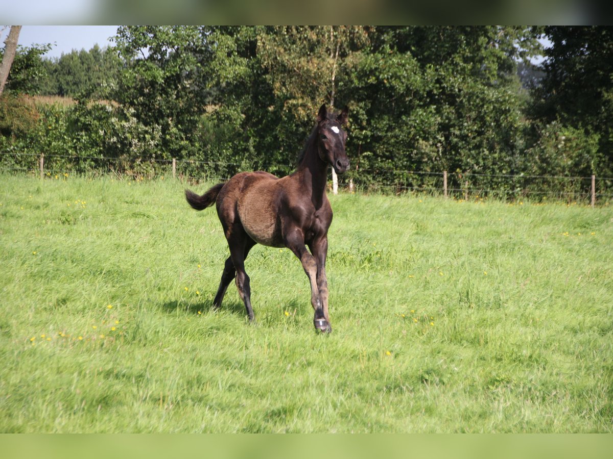 KWPN Hingst Föl (04/2024) Svart in Boelenslaan