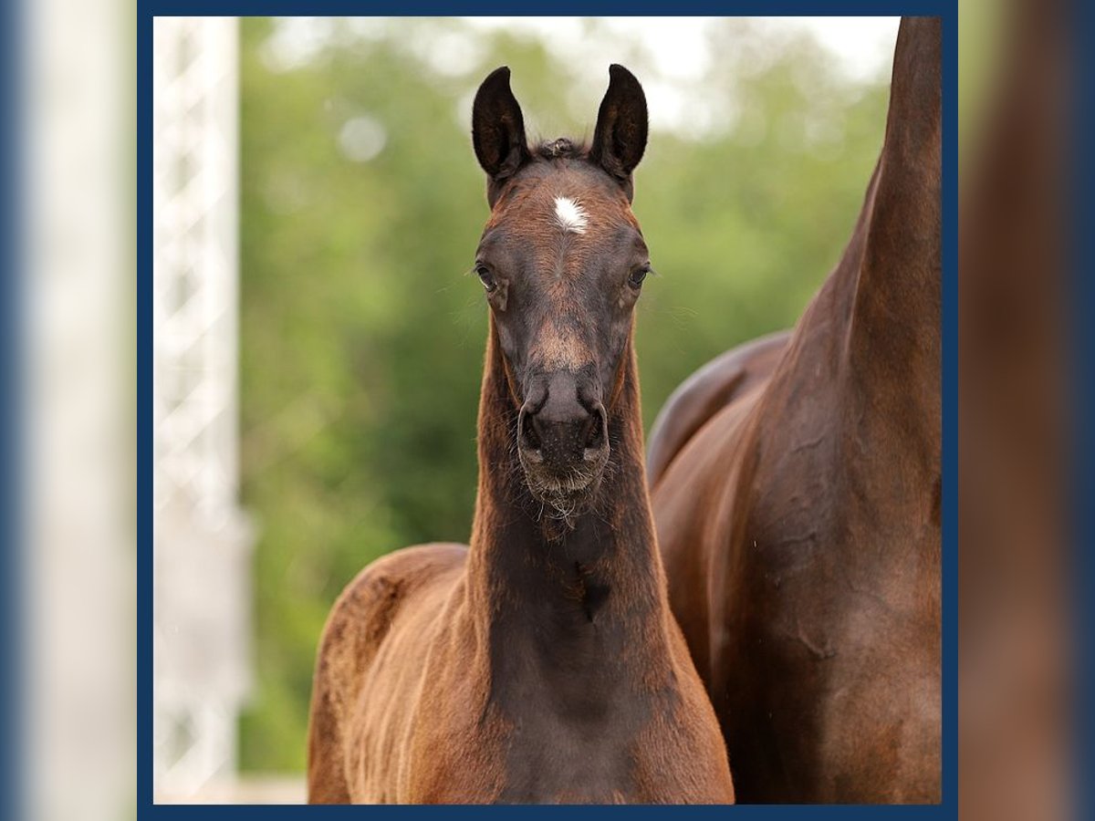 KWPN Hingst Föl (04/2024) Svart in Gieten