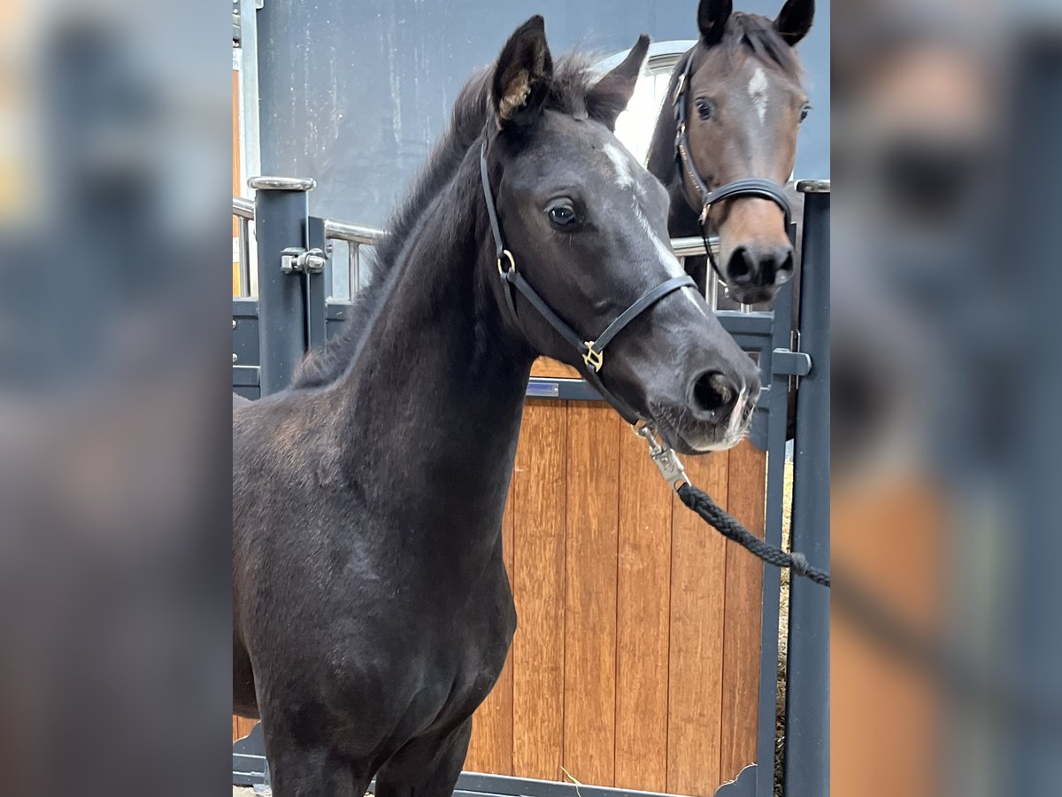 KWPN Hingst Föl (07/2024) Svart in Zwanenburg