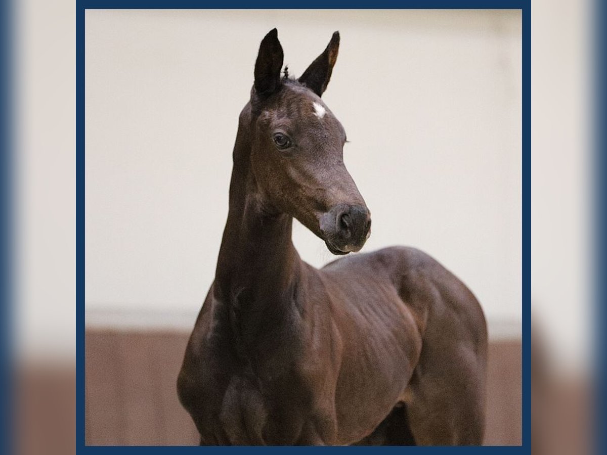 KWPN Hingst Föl (06/2024) Svart in Gieten