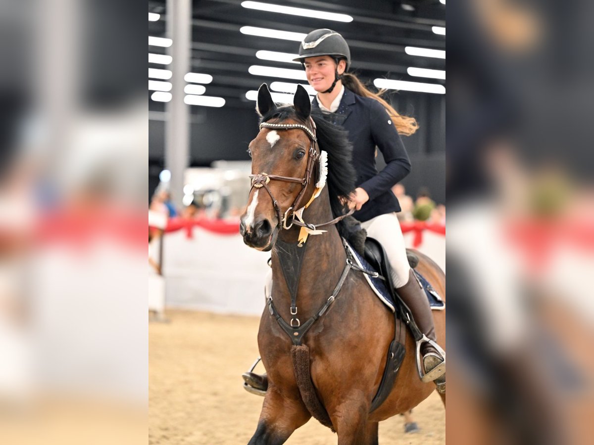 KWPN Hongre 10 Ans 166 cm Bai in Schlins