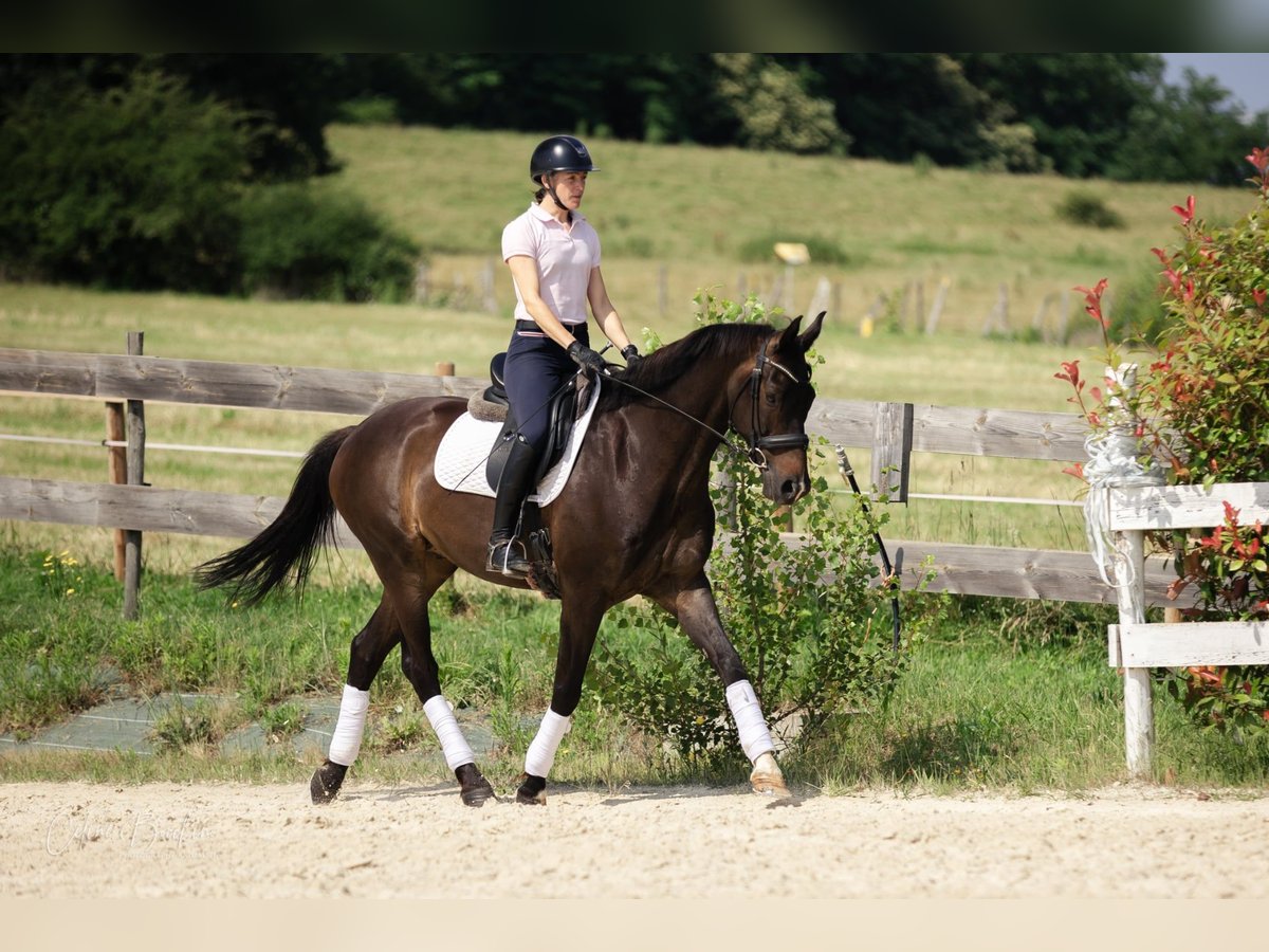 KWPN Hongre 10 Ans 167 cm Bai brun in La Tour du Pin KWPN Hongre 10 Ans 167 cm Bai brun in La Tour du Pin