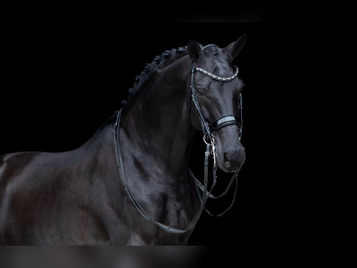 KWPN Hongre 12 Ans 170 cm Noir in Kwadijk