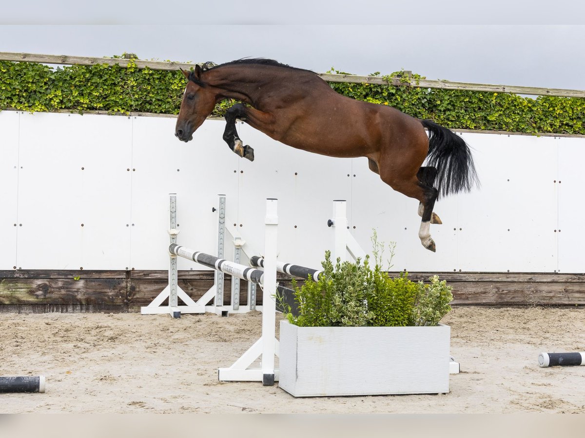 KWPN Hongre 2 Ans 160 cm Bai in Waddinxveen