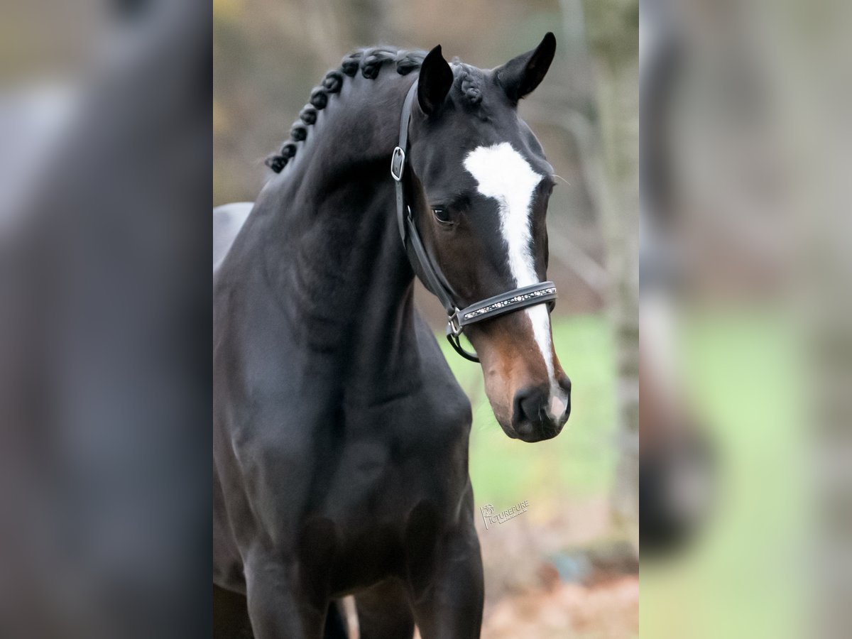 KWPN Hongre 2 Ans 164 cm Bai brun in Peer