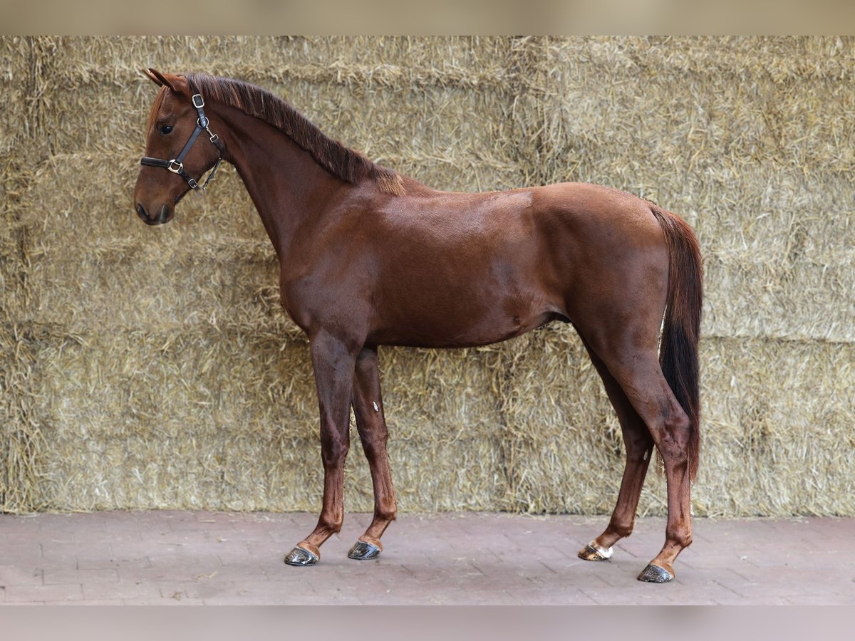 KWPN Hongre 2 Ans 168 cm Alezan brûlé in Moergestel