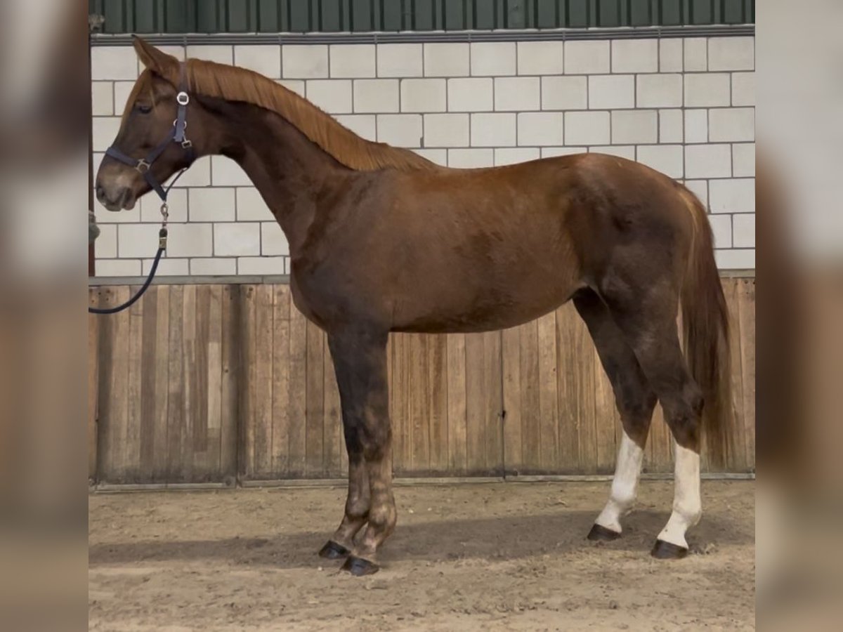 KWPN Hongre 2 Ans 168 cm Alezan in Oud Gastel