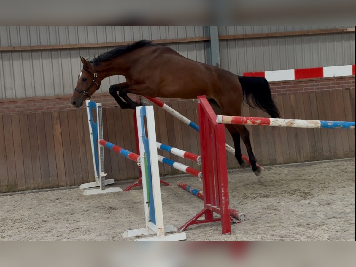 KWPN Hongre 2 Ans 170 cm Bai in Zieuwent