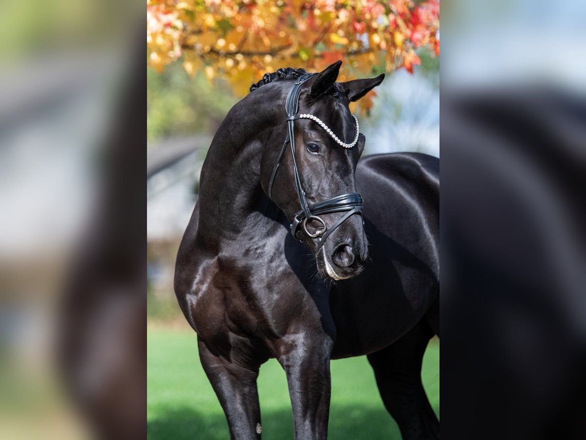 KWPN Hongre 3 Ans 164 cm Noir in Stramproy