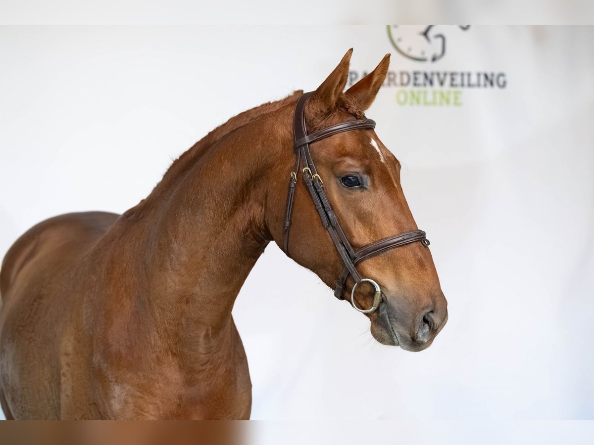 KWPN Hongre 3 Ans 165 cm Alezan brûlé in Heerde