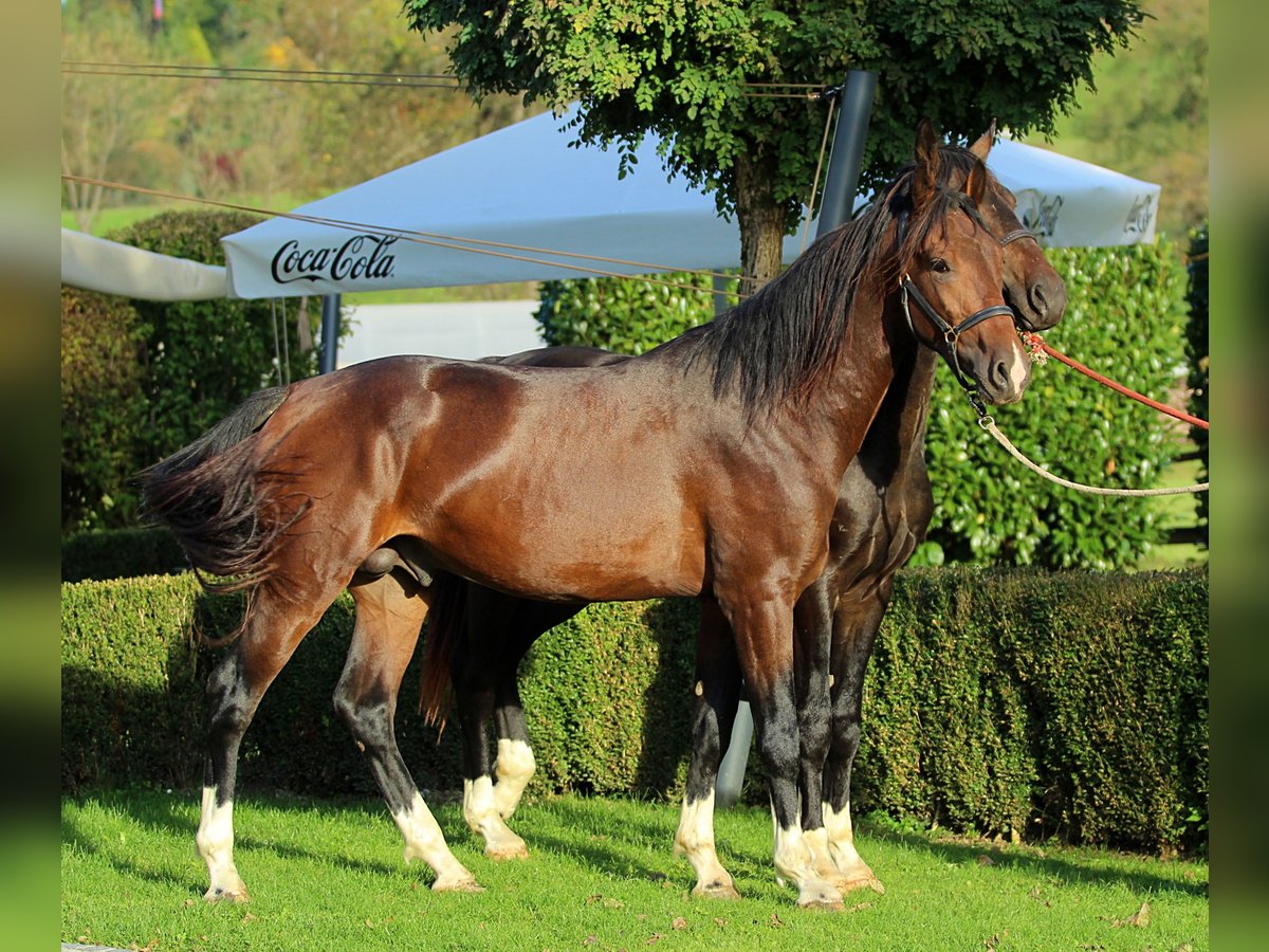 KWPN Hongre 3 Ans 166 cm Bai in Kamnik