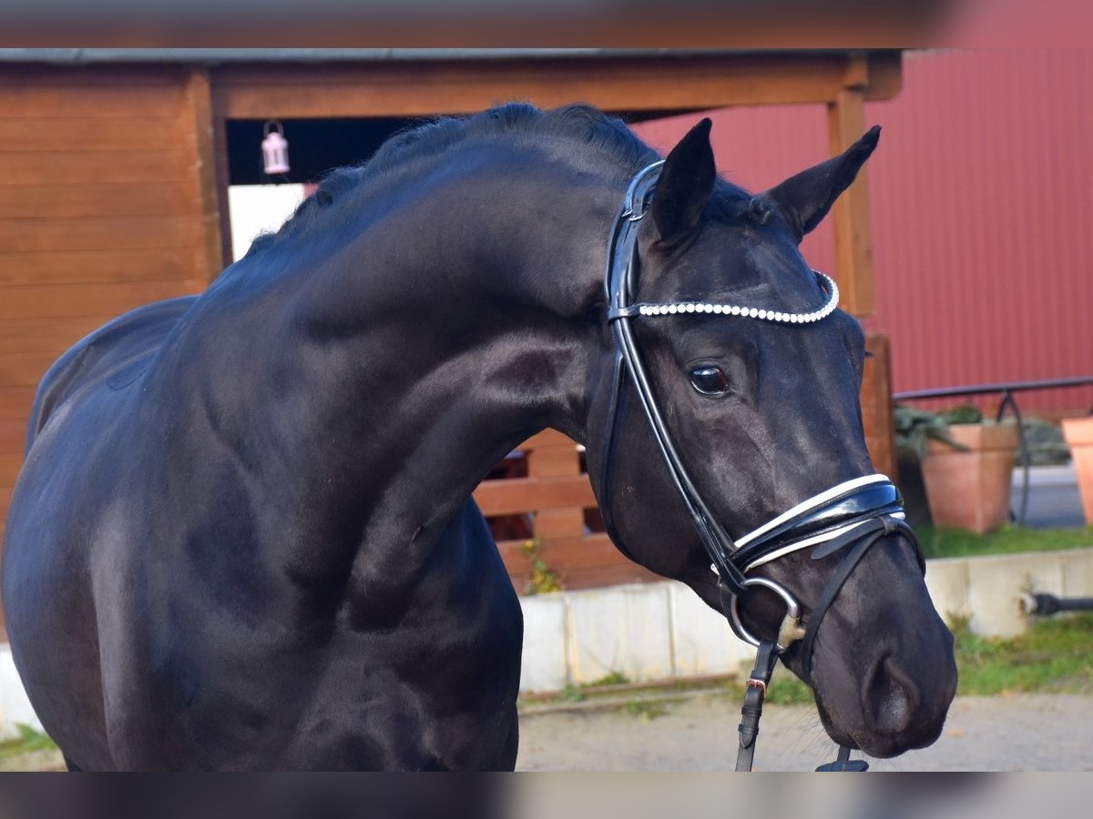 KWPN Hongre 3 Ans 166 cm Noir in Neuss