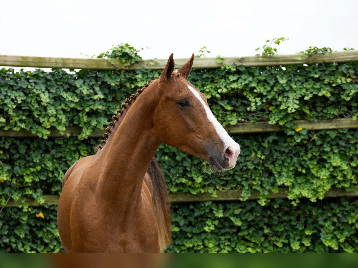 KWPN Hongre 3 Ans 168 cm Alezan in Waddinxveen