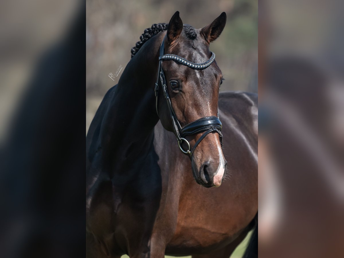 KWPN Hongre 3 Ans 168 cm Bai brun in Peer