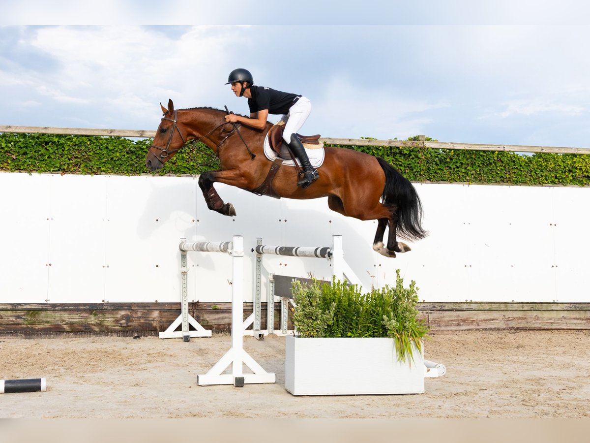 KWPN Hongre 3 Ans 168 cm Bai in Waddinxveen