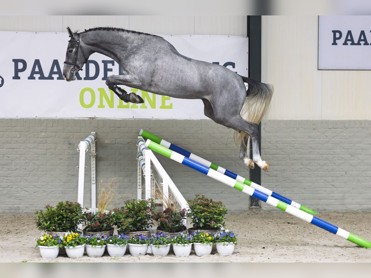 KWPN Hongre 3 Ans 168 cm Gris in Heerde