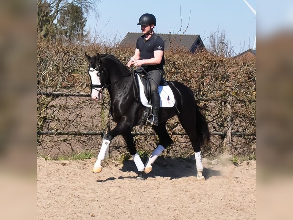 KWPN Hongre 3 Ans 168 cm Noir in Prinsenbeek