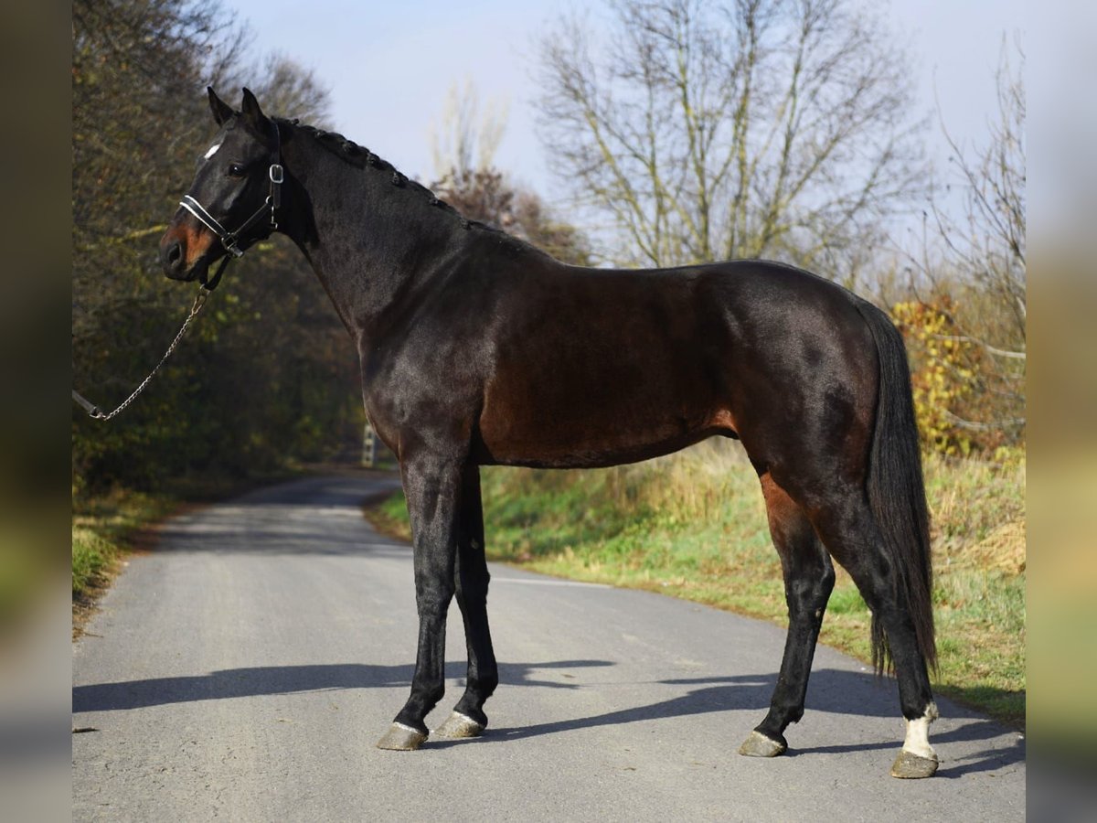 KWPN Hongre 3 Ans 170 cm Bai brun in Gyula