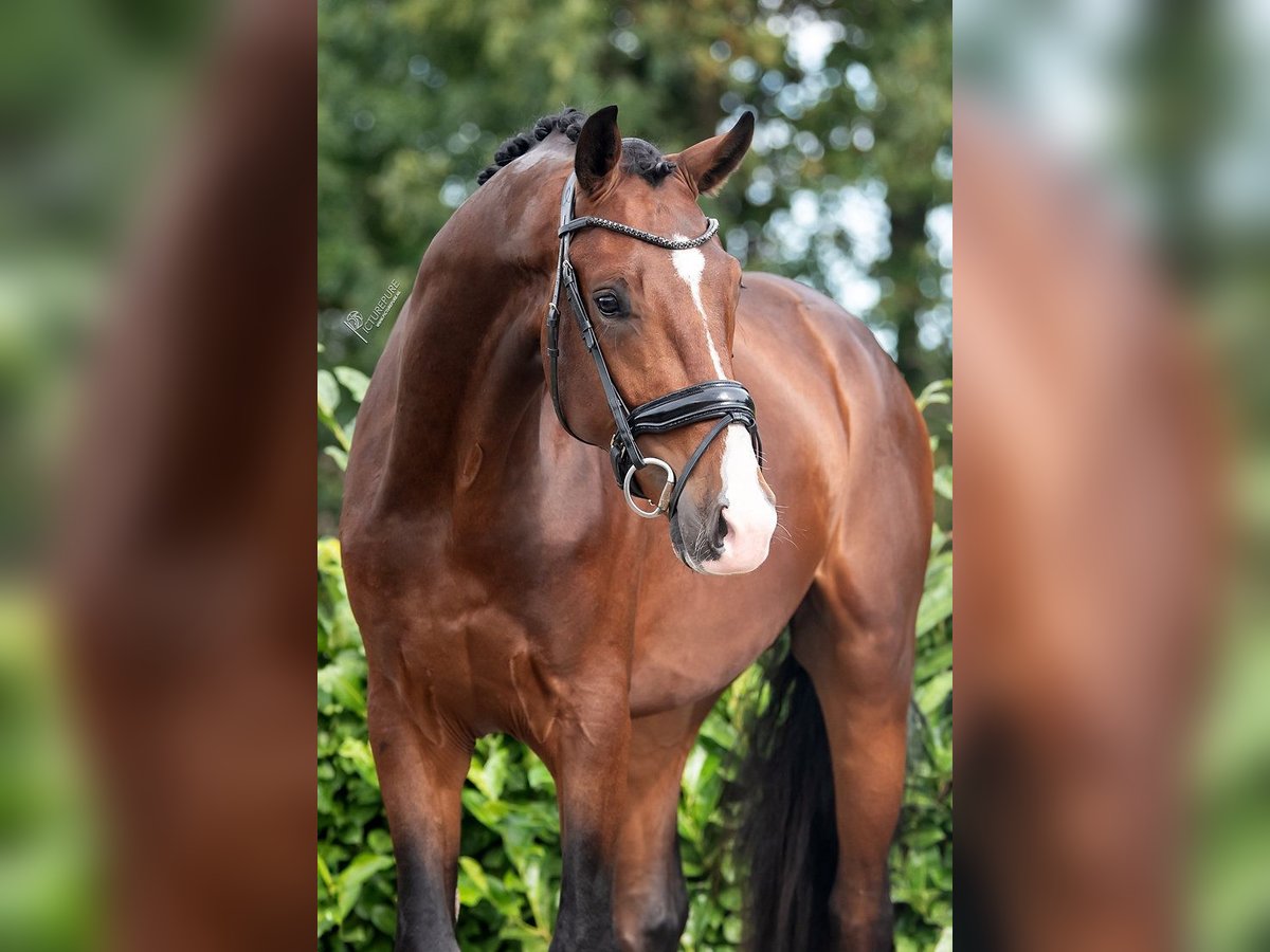 KWPN Hongre 3 Ans 170 cm Bai in Peer