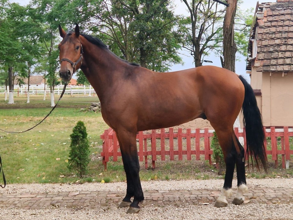 KWPN Hongre 3 Ans 170 cm Bai in Szarvas