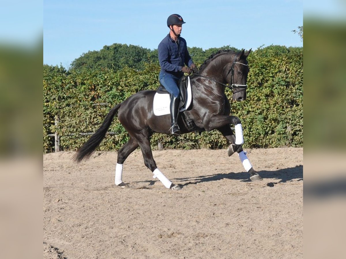 KWPN Hongre 3 Ans 170 cm Noir in Prinsenbeek