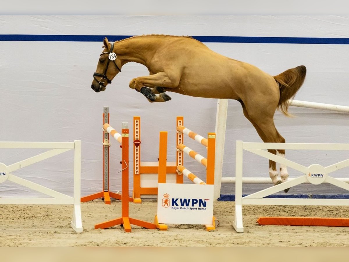 KWPN Hongre 3 Ans 172 cm Alezan in Dziemiany