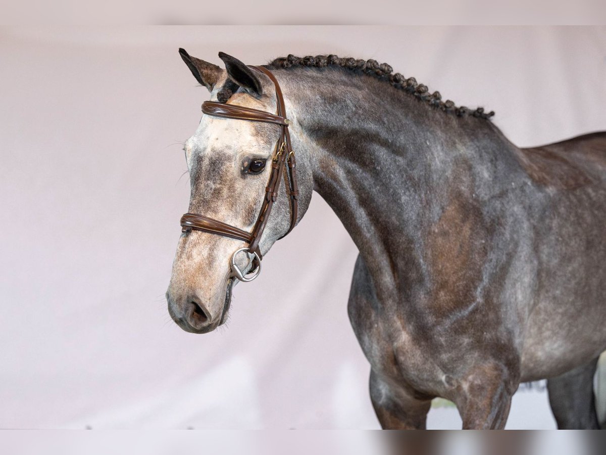 KWPN Hongre 4 Ans 160 cm Gris in Heerde