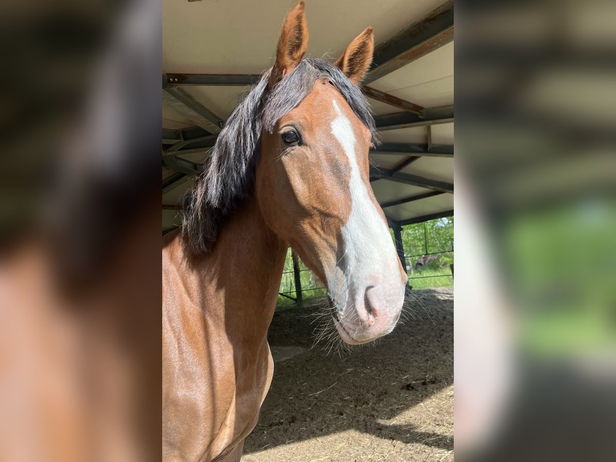 KWPN Hongre 4 Ans 162 cm Alezan brûlé in Nagyk&#xE1;ta