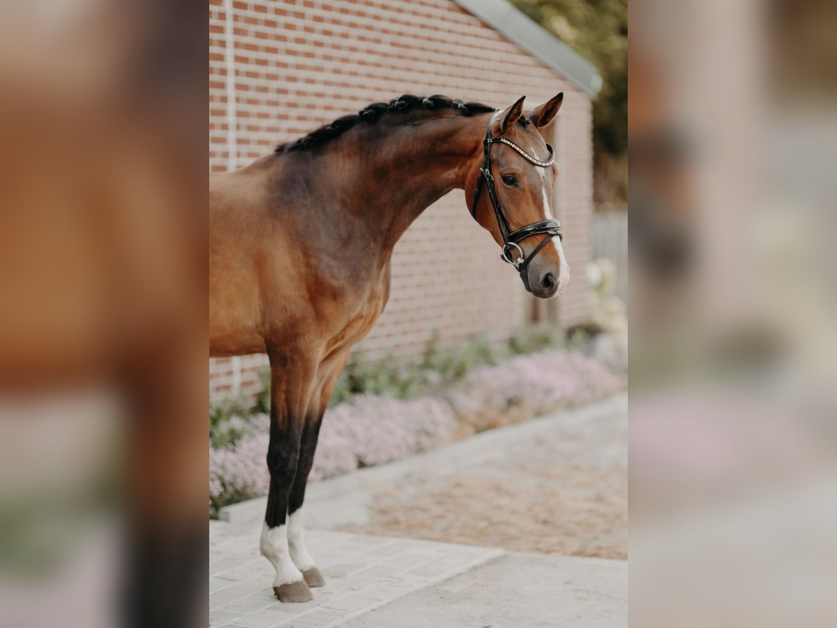 KWPN Hongre 4 Ans 162 cm Bai in Ranst