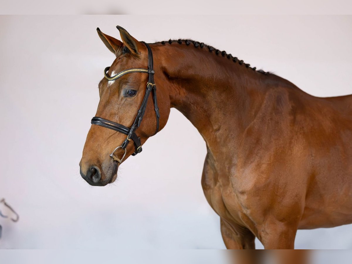 KWPN Hongre 4 Ans 164 cm Bai in Heerde