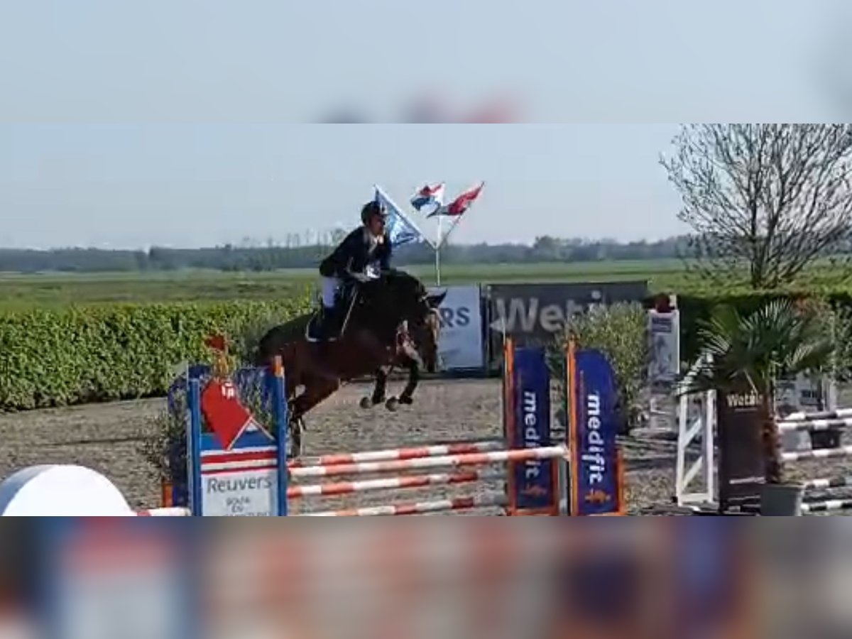 KWPN Hongre 4 Ans 165 cm Bai in Uden