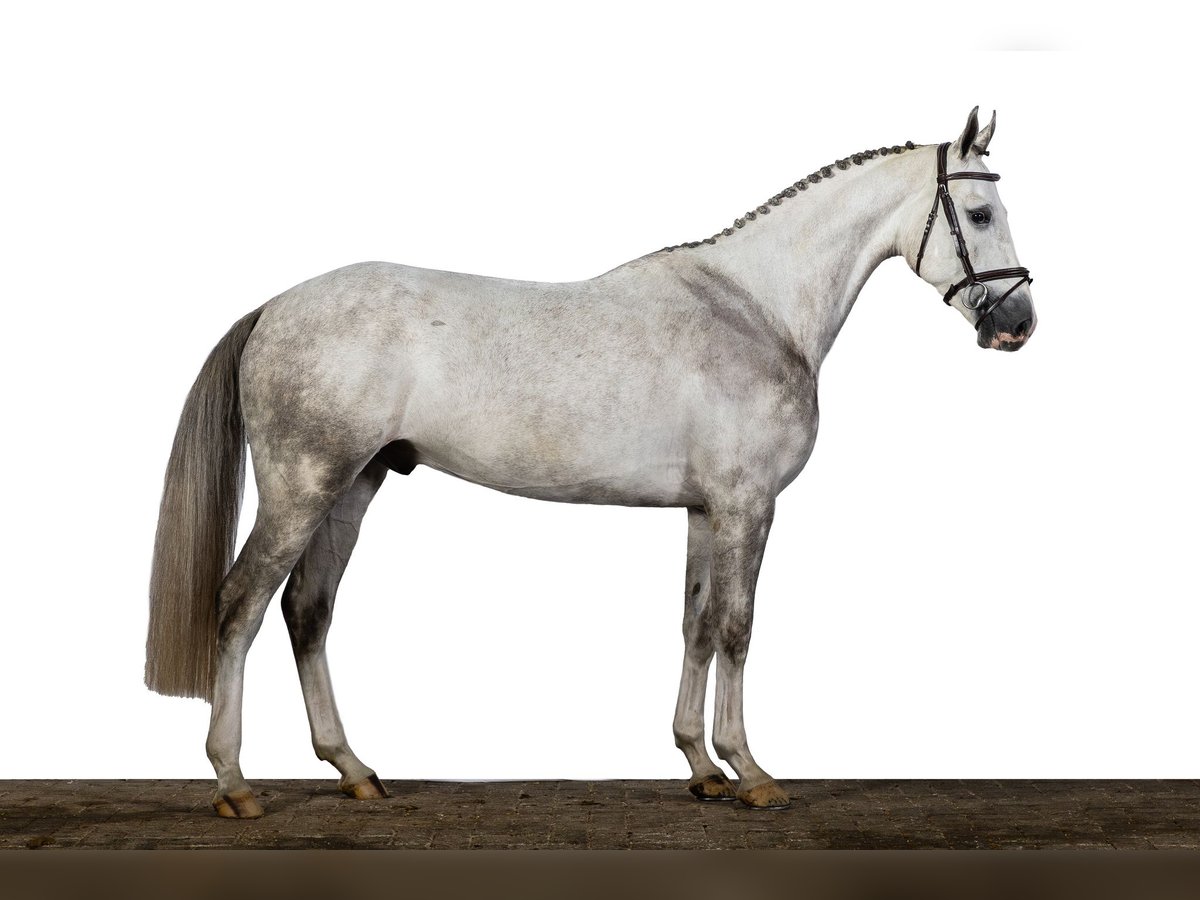 KWPN Hongre 4 Ans 165 cm Gris in Ommen