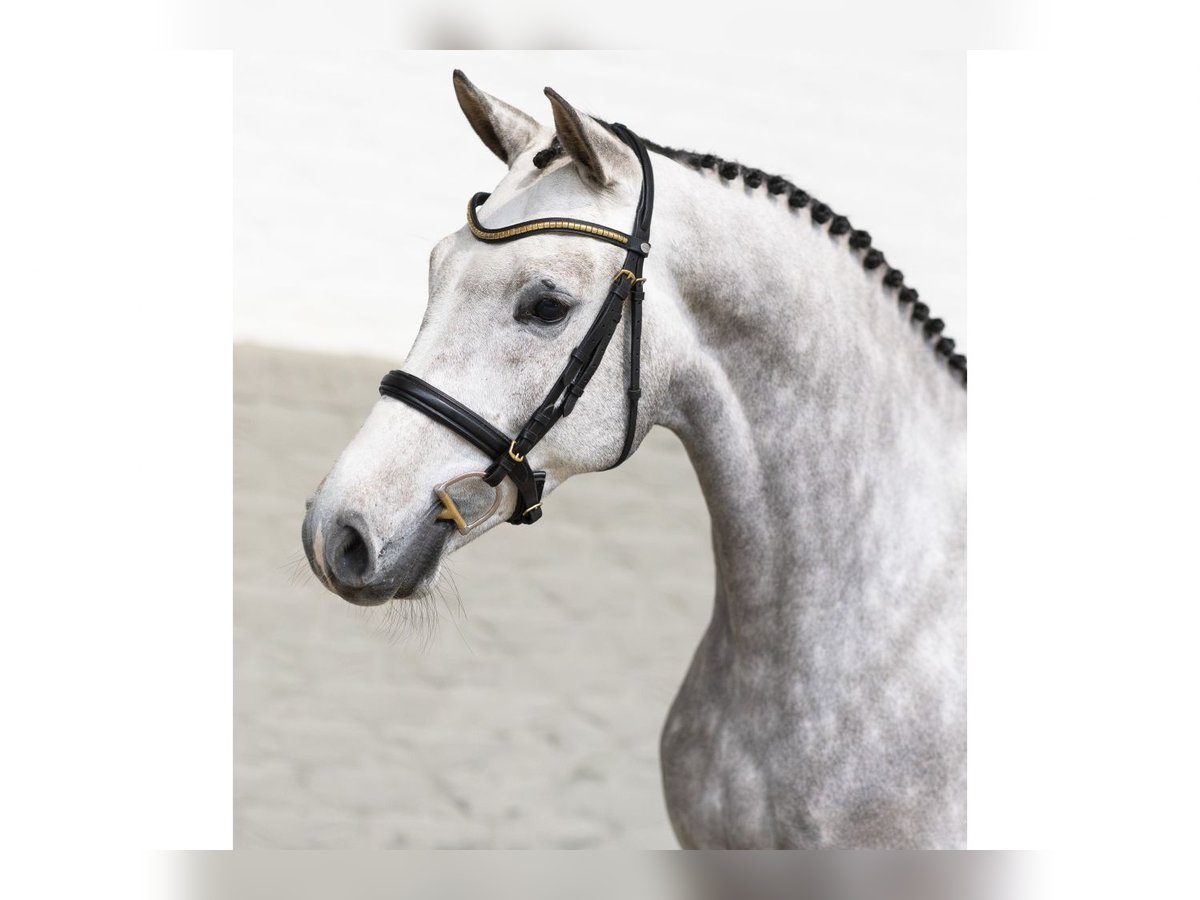 KWPN Hongre 4 Ans 165 cm Gris in Heerde