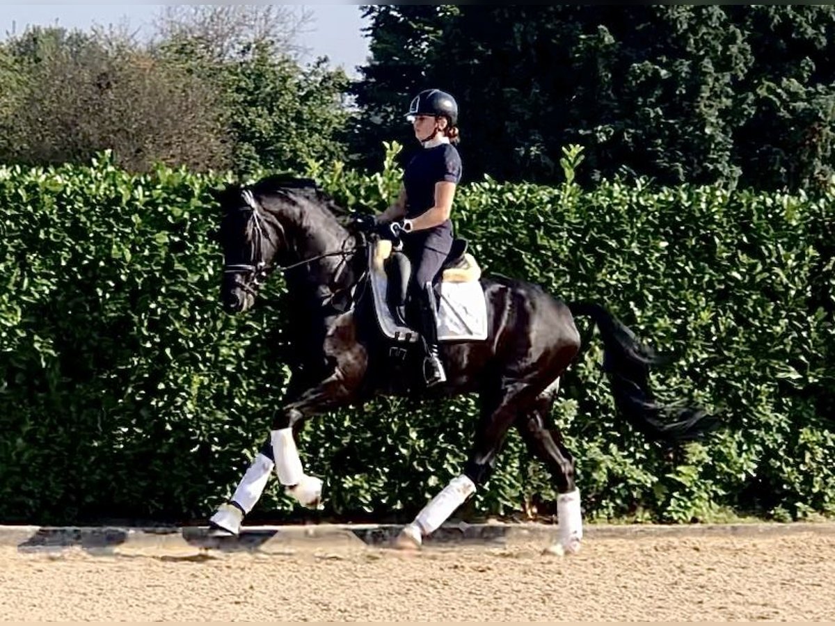 KWPN Hongre 4 Ans 165 cm Noir in Neeritter