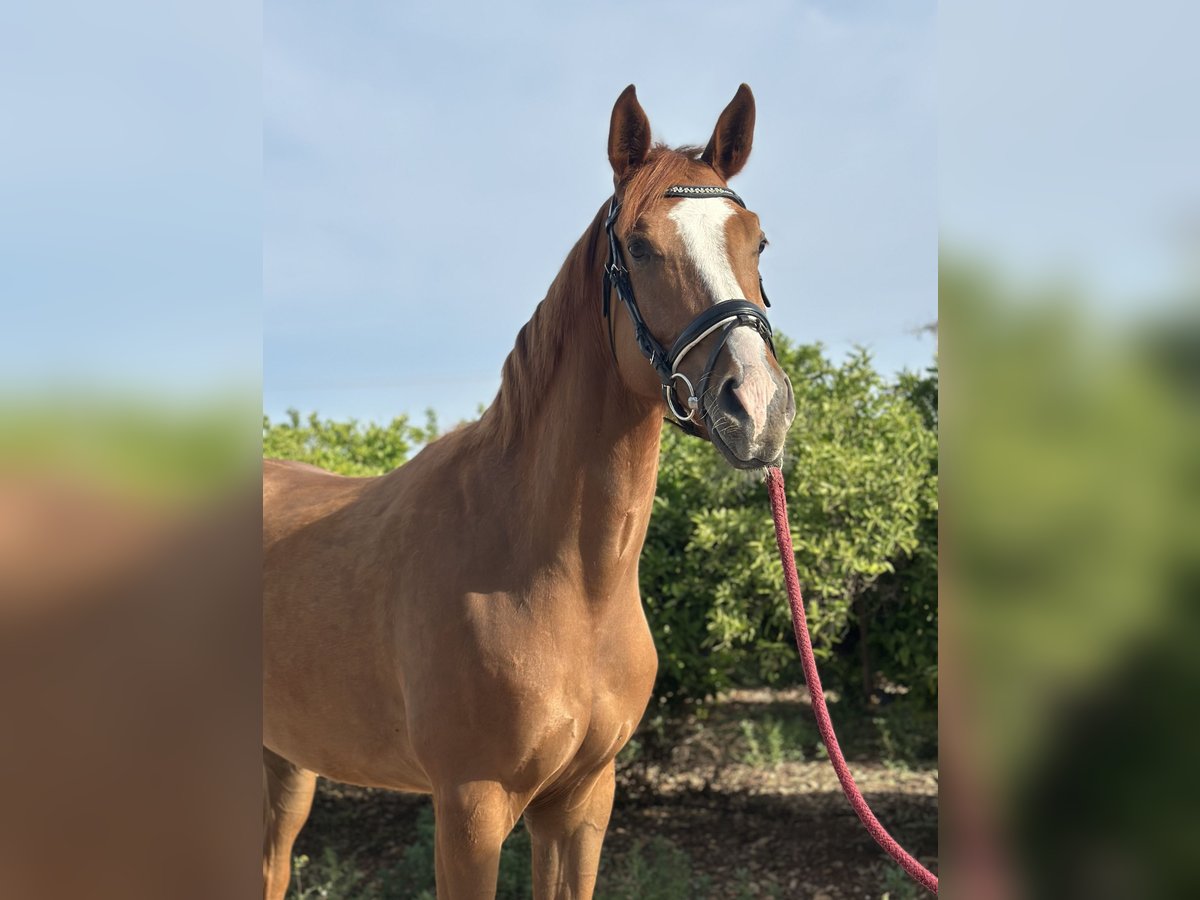 KWPN Croisé Hongre 4 Ans 166 cm Alezan in Els Poblets