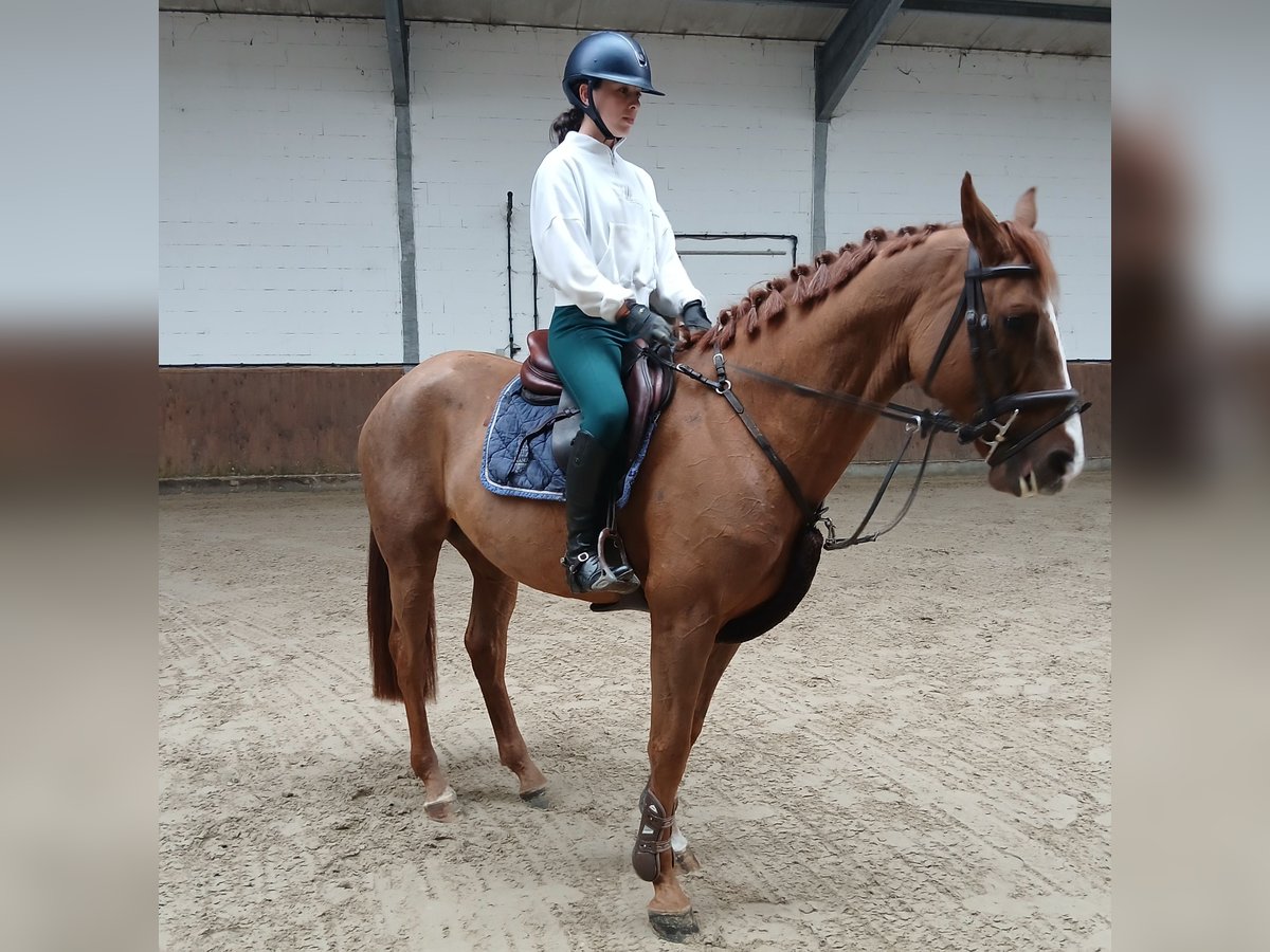 KWPN Hongre 4 Ans 167 cm Alezan in Lohne (Oldenburg)