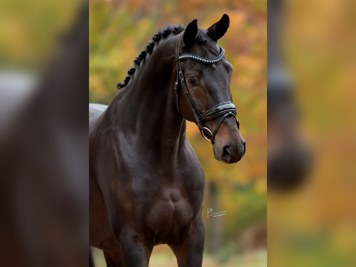 KWPN Hongre 4 Ans 169 cm Bai brun in Peer