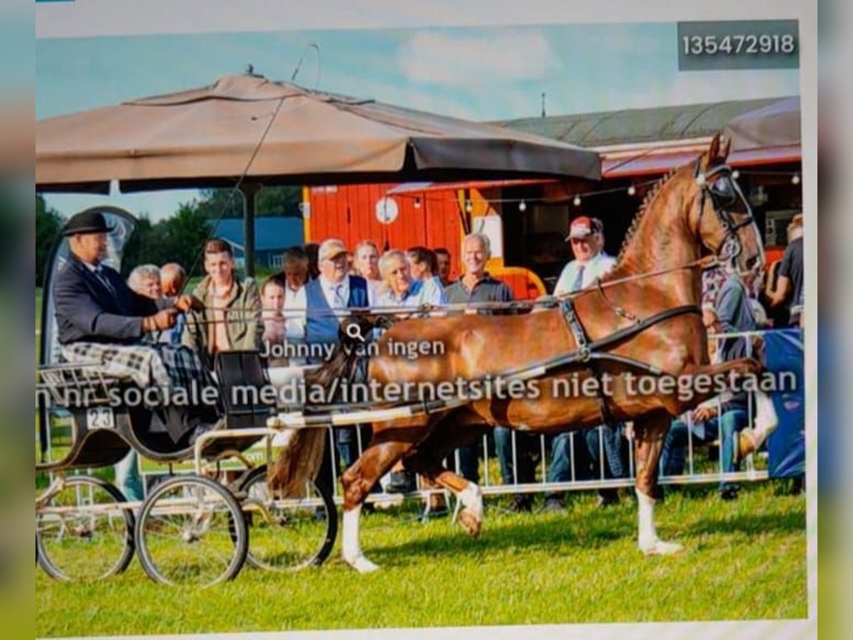 KWPN Hongre 4 Ans 170 cm Alezan in Putten