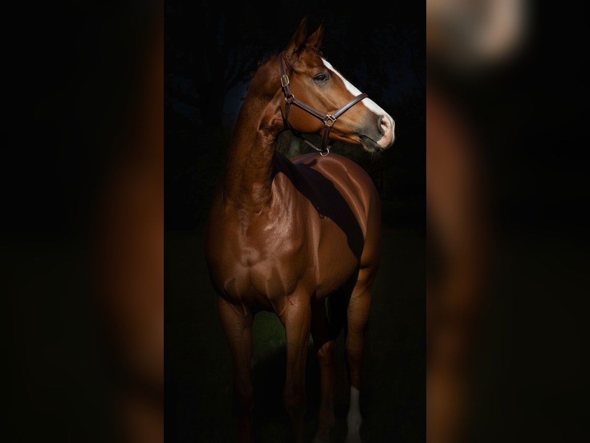 KWPN Hongre 4 Ans 170 cm Alezan in Lommel