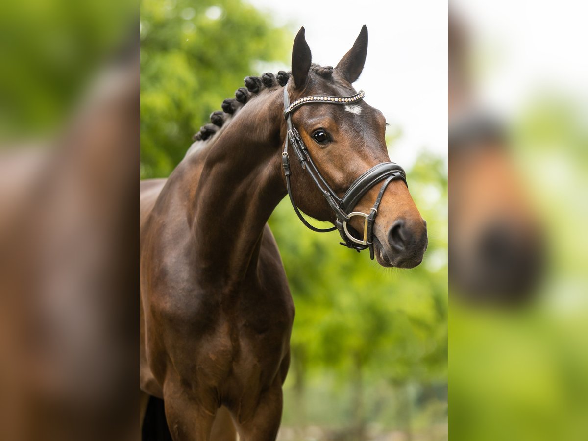 KWPN Hongre 4 Ans 170 cm Bai brun in Almere