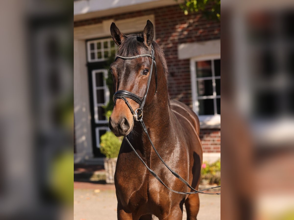 KWPN Hongre 4 Ans 170 cm Bai brun in Dietenheim