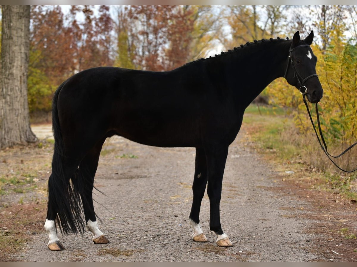 KWPN Hongre 4 Ans 172 cm Bai brun in Debrecen KWPN Hongre 4 Ans 172 cm Bai brun in Debrecen