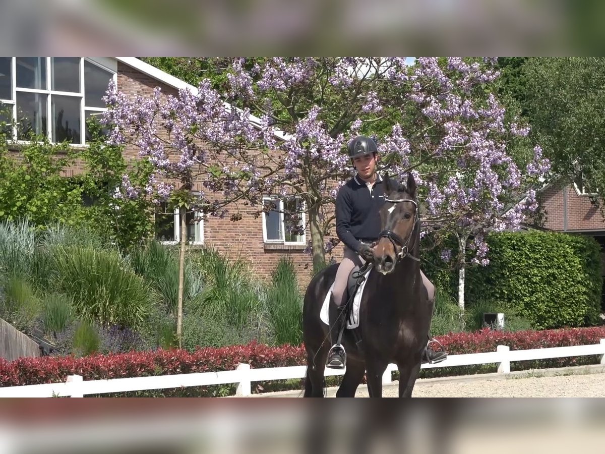 KWPN Hongre 4 Ans 172 cm Bai brun in Eibergen