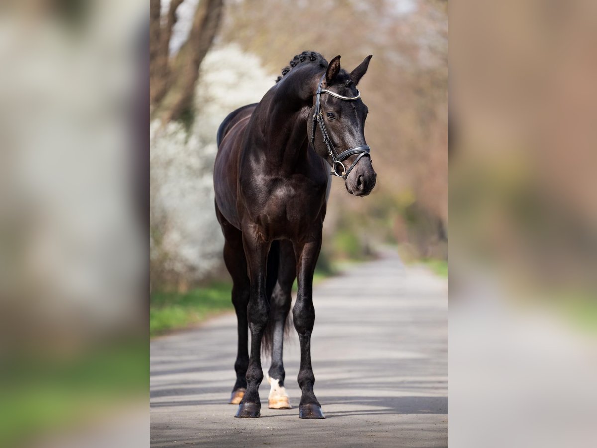 KWPN Hongre 4 Ans 172 cm Noir in Kerpen