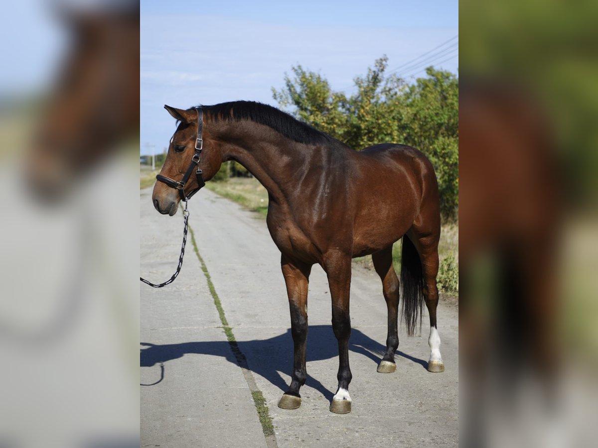 KWPN Hongre 4 Ans 175 cm Bai brun in Gyula