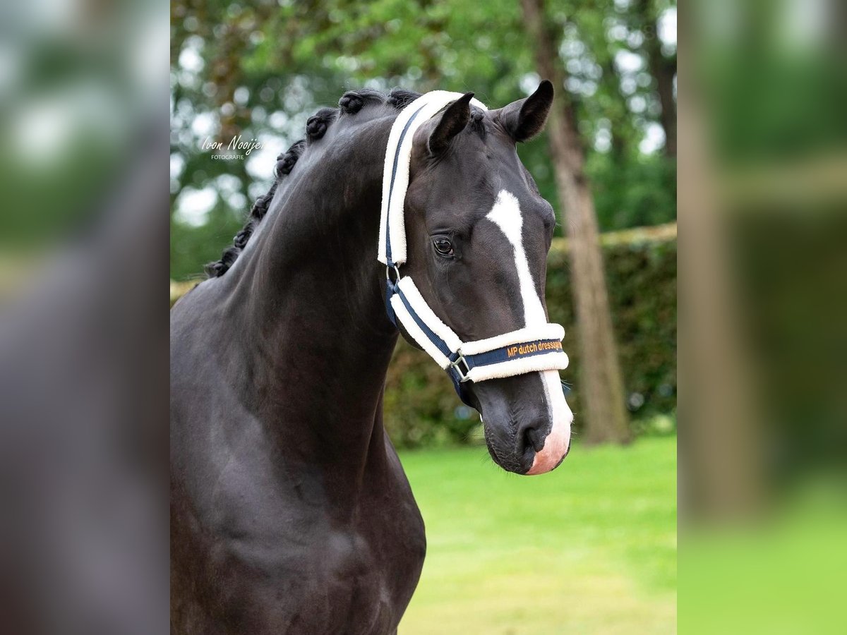 KWPN Hongre 4 Ans 175 cm Noir in Susteren