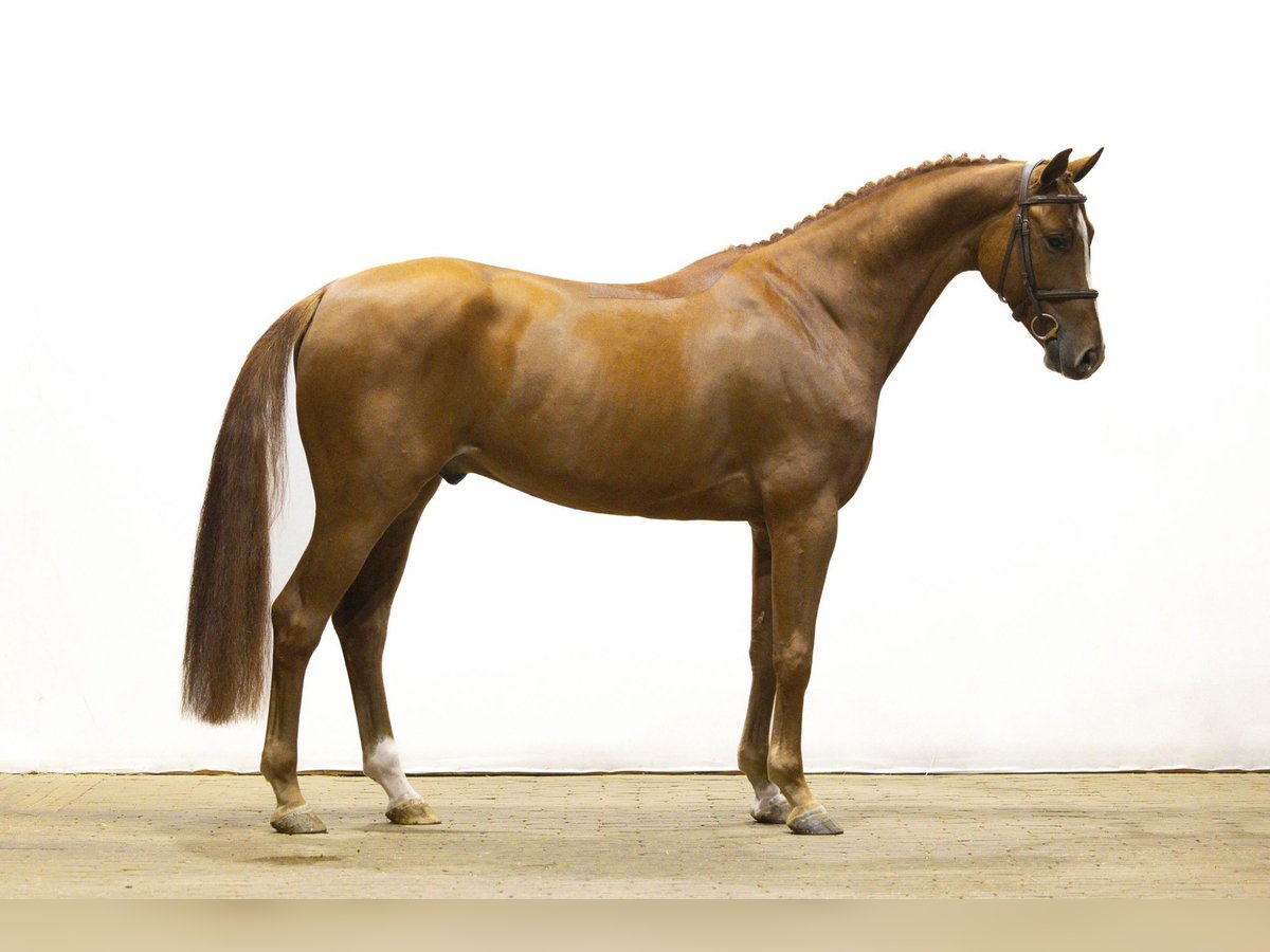 KWPN Hongre 4 Ans Alezan in Waddinxveen